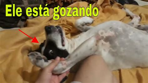 gozando na buceta da cachorra|Homem comendo cachorra e goza muito